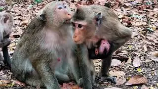 Sweet Monkey Family Bonding With Newborn Baby 🐒❤️