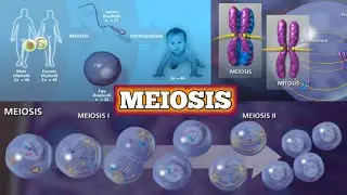 Meiosis || Genetic Variations || Cell Cycle || Study Essentials Online