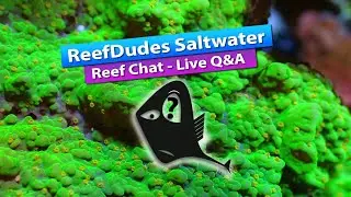 ReefDudes Saltwater Reef - Live Q&A