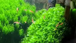 Süsswassertang, Subwassertang, Sußwassertang Trimming