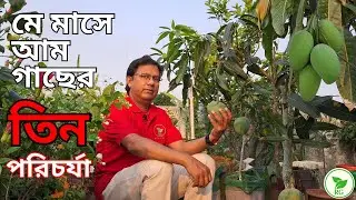 আম গাছে ফল থাকলে ৩টি কাজ এখনই করুন | 3 Essential Tasks for Matured Mangoes: Must-Do Steps in May