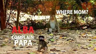 PAPA HERE ..!! Poor Alba run to tell Papa about bad mom Anna | Alba need Papa help for milk.