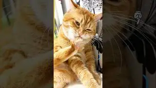 Sleepy Cat Dreaming About Food... Look at Him Lick! #cat #catlovers #pets #funny #shorts