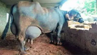 जाफराबादी भैंस पालकर कमाएं लाखों का मुनाफा | Highest Milk Yielding Breed Of Buffalo