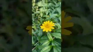 beautiful means natural.....a beautiful flower 🌻🌻🌻🌻🌻