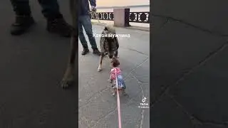 Аж дрожит от страсти 😹😹😹 #cat #веселыекоты #funny #прикольныекоты