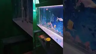 4 feet tank without any setup#4 feet tank#fishtank #aquarium#viralvedio#oscerfish#pollarparrot #fi