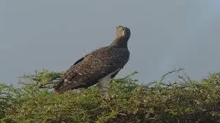 Martial Eagle   Polemaetus bellicosus  | Samburu Reserve on a Kenya Birding Tour