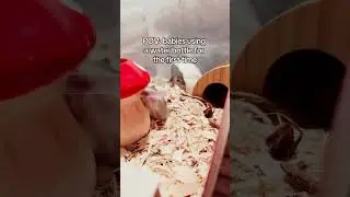 I love watching them learn new things 🥹 here&rsquo;s the babies&rsquo; first try at our mushroom water bottle