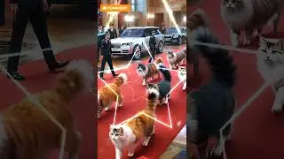 Royal Cats on the Red Carpet 👑✨ | The Most Luxurious Cat Parade Ever!