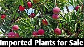 SRC Collections plants form | rare Imported plants  Buy  wholesale & Retail Plants