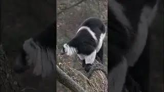 Black and white ruffed lemur sound #shorts #animalshorts #animalshortvideos #lemur