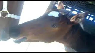 Little goose the crazy chomping foal