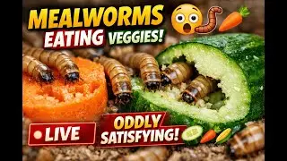 Live Mealworms Eating Vegetables 😱| Satisfying Nature #shortslive #liveshorts #verticallive