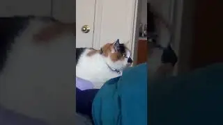Miracle reacts to Jackson Galaxy play Stray