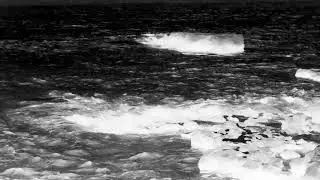 Barolo Shearwater (Puffinus baroli)