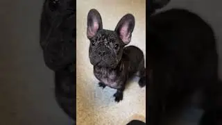 Frenchie Pup Battles Severe Demodex Mange That Leaves Her Skin Red, Raw, & Itchy [STORY BELOW]