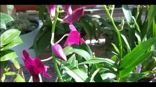 🥰👉ORQUIDEAS DENDROBIUM PHALAENOPSIS,ONCIDIUM Y VANDAS CON MUCHAS VARITAS FLORALES/INFLORESCENCIA👈😍🌸