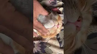 Daily Cat Life 416 | Funny, Cute & Relatable Cat Behaviors 🐱💖 #cat #cats