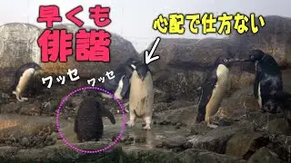 【おさんぽするぞ～！】アデリーペンギン赤ちゃん・エンペラーペンギン赤ちゃん散歩日イタズラ小僧がうろちょろ