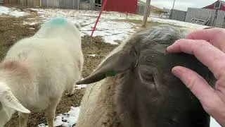 Fat Little Piggies!