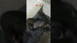 Fluffy Cat Family 🐾