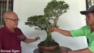 Bonsai Tutorials for Beginners: How to Maintain Bonsai in Shallow Pots