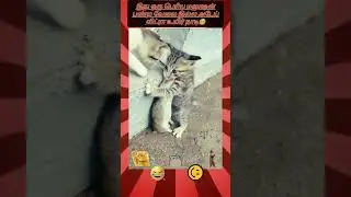 😁A scene of a small 🐈cat hunting a 🐀mouse🤣 #funny