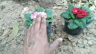 my Colorful Primula beautiful prime rose bhagwan Valmiki mahaprabhu gardening