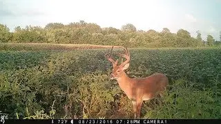 Browning Trail Cameras Set-Up Tip: Scent Control