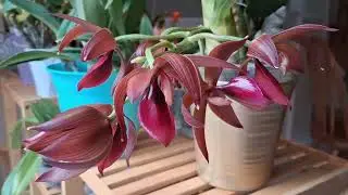 酒红色的天鹅兰盛开了，说说心得 Cycnodes Wine Delight are in bloom! Here are my thoughts.