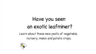 Have you seen an exotic leafminer?