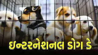 International Dog Day | ઇન્ટરનેશનલ ડોગ ડે | આંતરરાષ્ટ્રીય કૂતરા દિવસ