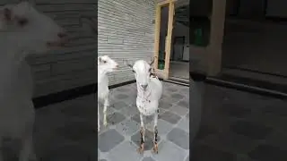 Ganjay Bakray, Cute Goats pair @natvid8333