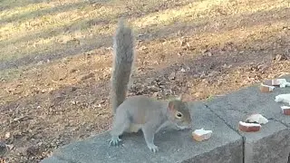 The Amazing Jumping Squirrel jumps 6 feet up with no running start! 🐿️ Squirrels got mad hops!