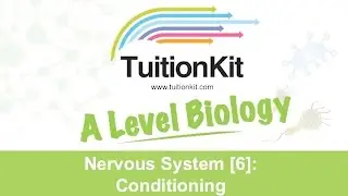 Nervous System [6]: Conditioning (High band Biology)