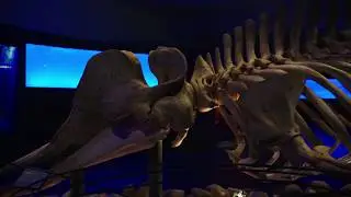 Norges arktiske universitetsmuseum