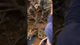 a lot of gold found in the roots of a fallen giant tree #goldmining #nature #goldprocessing #gold