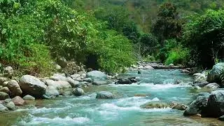 Peaceful River Flow Over Natural Stones || Evening River ASMR to Calm the Mind