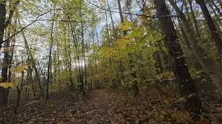 Dont you enjoy such walk in the forest?