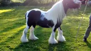 walkers gypsy pony cob valintino