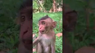 #monkey #cambodia #angkorwat #travel #siemreap #temple  #angkor #asia #nature 01 76