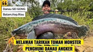 MANCING TOMAN MONSTER DI BATAM #MANCINGLIARAN #WILDFISHING #TOMAN #FYP #viral 