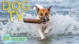 DOG TV: Best Videos to Calm & Entertain Dogs Alone at Home - Relaxing All Day Music for Dogs