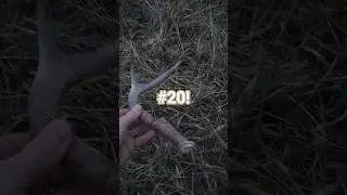 About Ran Shed #20 Over! #nature #animals #hunting #outdoors #wildlife #2026 #deerhunting #shed