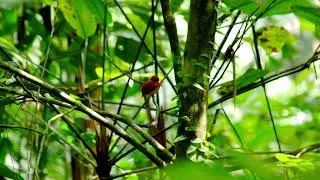 Rufous Backed Kingfisher @ Sungai Congkak, Hulu Langat