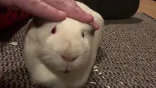 Guinea pig chin rubs!