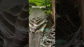 Beautiful  mockingbird nest.  @Wide Open Transit Farm