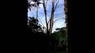 Dropping a tree in Hawaii. Dave Frederick of Dave's tree service. Big island