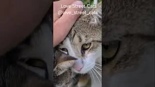 When street cats eat together, they are family ❤️